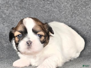 Shih Tzu dogs Charlie - Ad 15