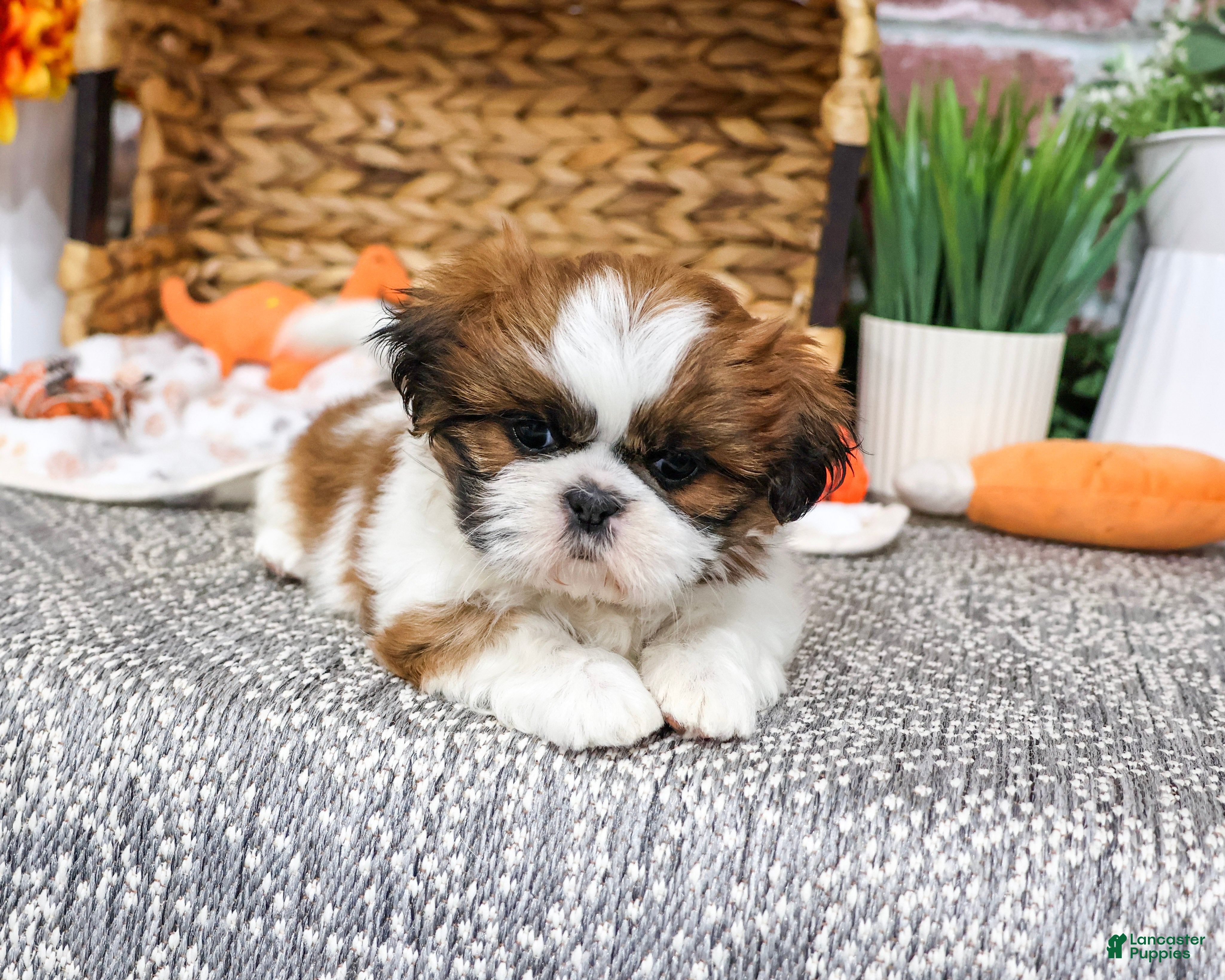 Shih Tzu dogs Dorothy - Ad 4