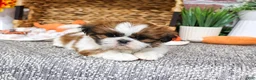 Shih Tzu dogs for sale: Dorothy - Ad 1