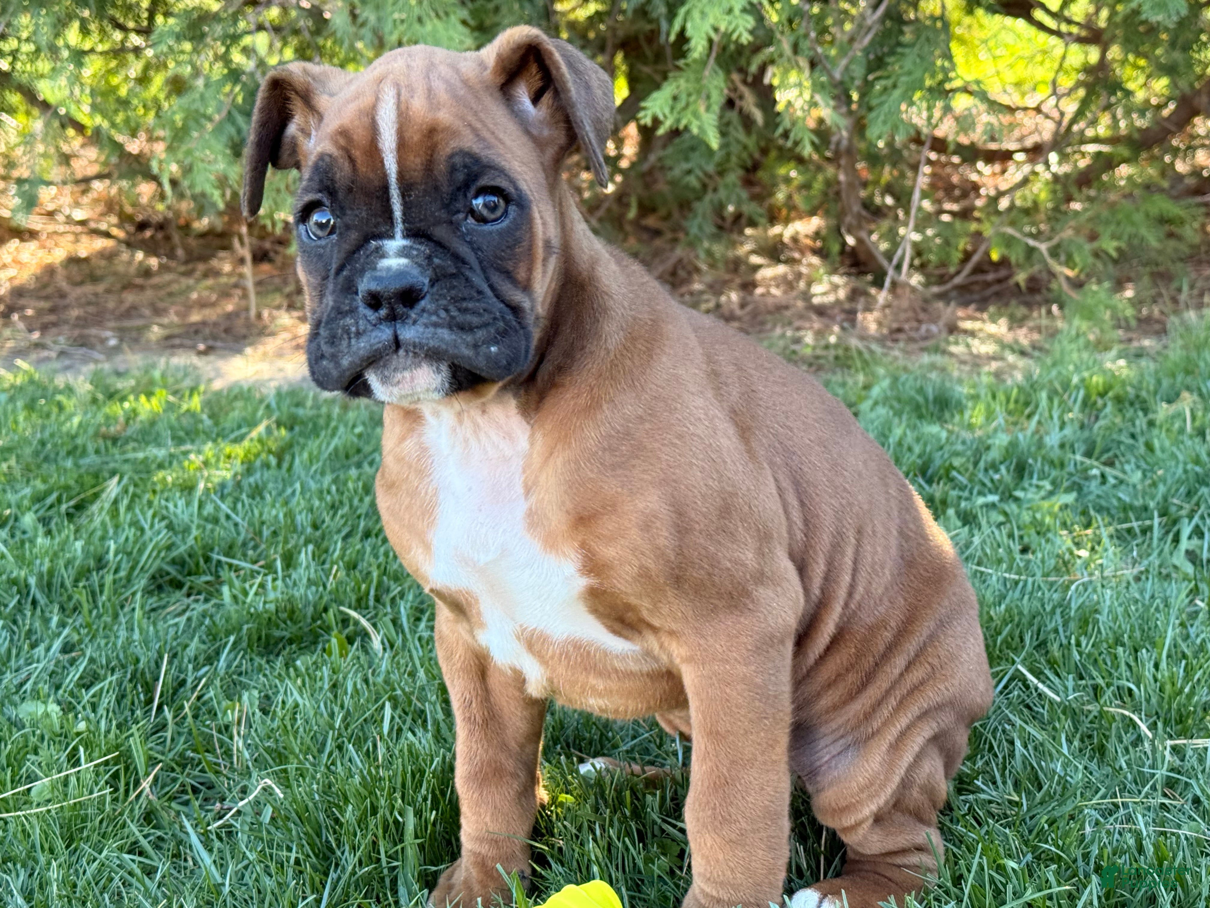 Boxer dogs Clover  - Ad 1