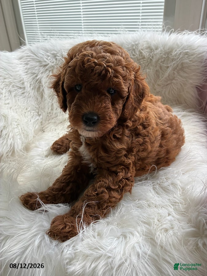 Mini Goldendoodle dogs Blaze - Ad 1