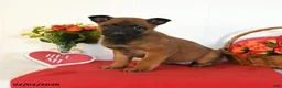 Belgian Malinois dogs for sale: Rhia - Ad 1