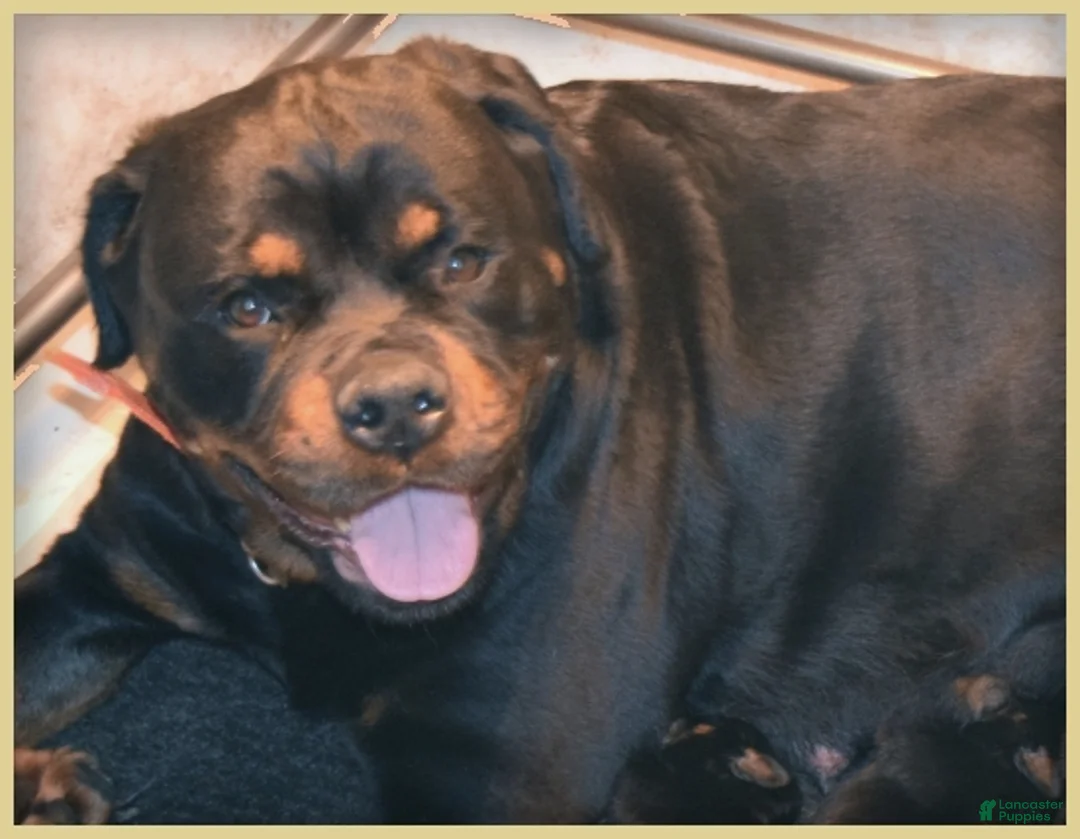 Rottweiler dogs for sale: Girl 1 - Ad 3
