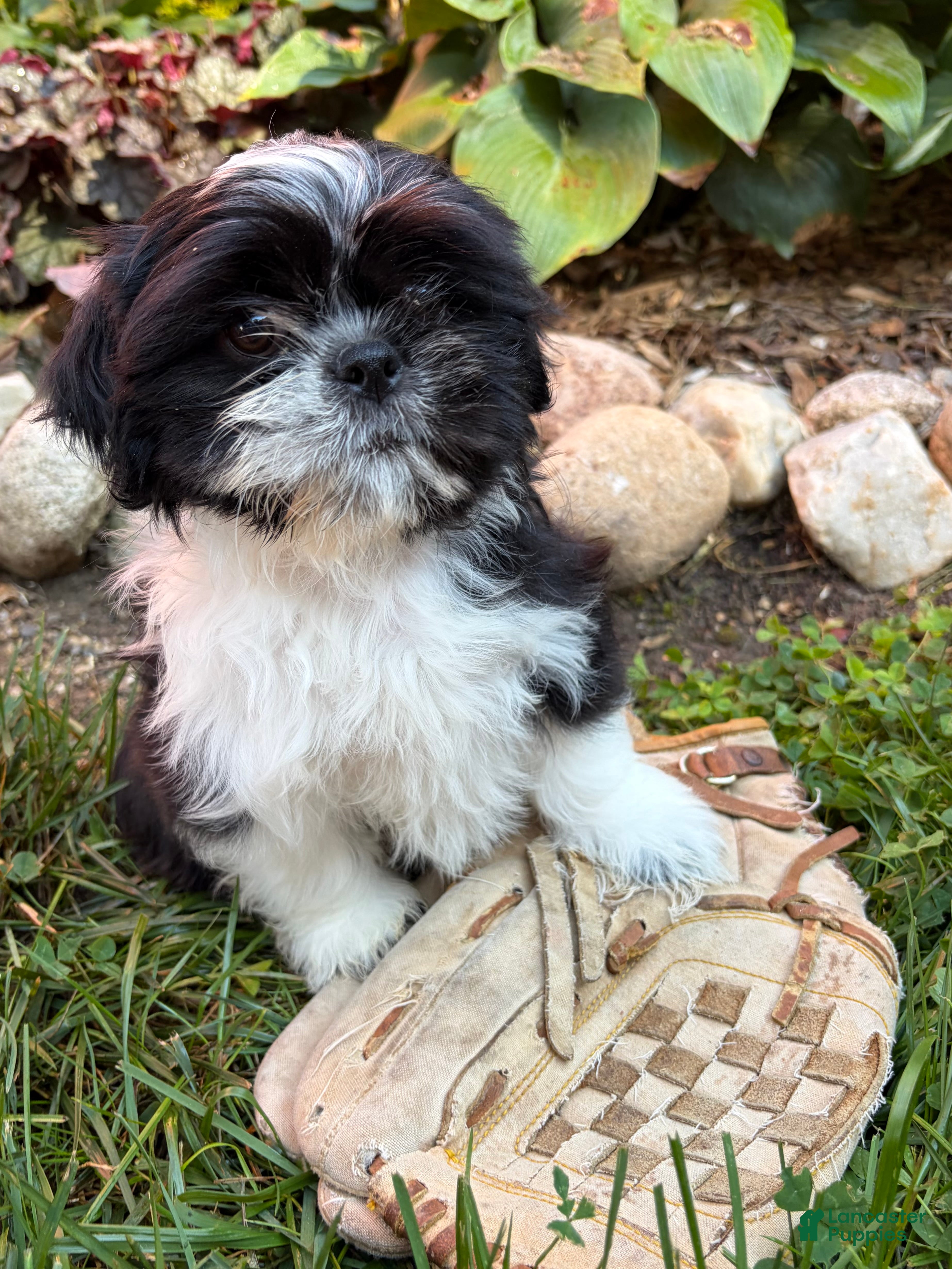 Shih Tzu dogs Balto - Ad 2