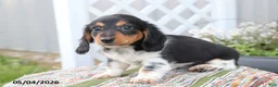 Miniature Dachshund dogs for sale: Oreo - Ad 3