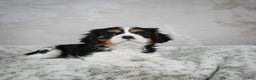 Cavalier King Charles Spaniel dogs for sale: Lynn - Ad 7