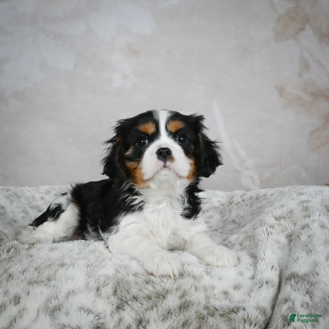 Cavalier King Charles Spaniel dogs for sale: Lynn - Ad 7