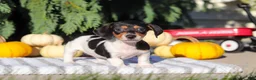 Dachshund dogs for sale: Holly - Ad 3