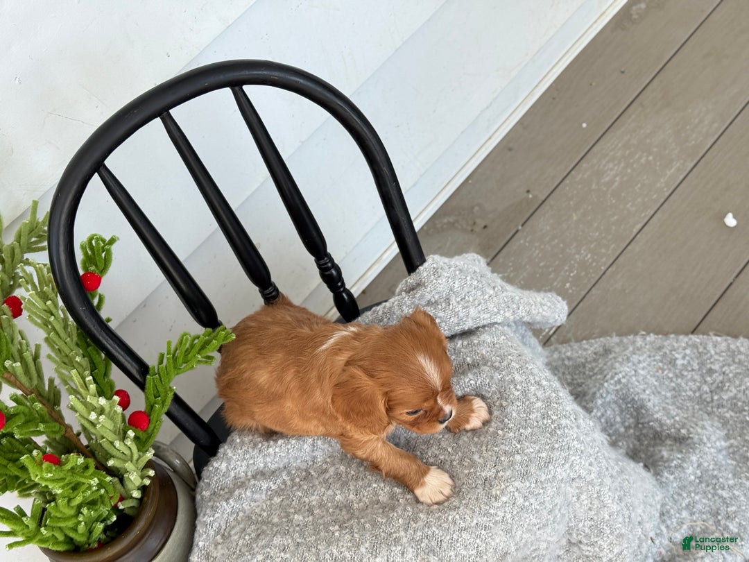Cavalier King Charles Spaniel dogs for sale: Walden - Ad 4