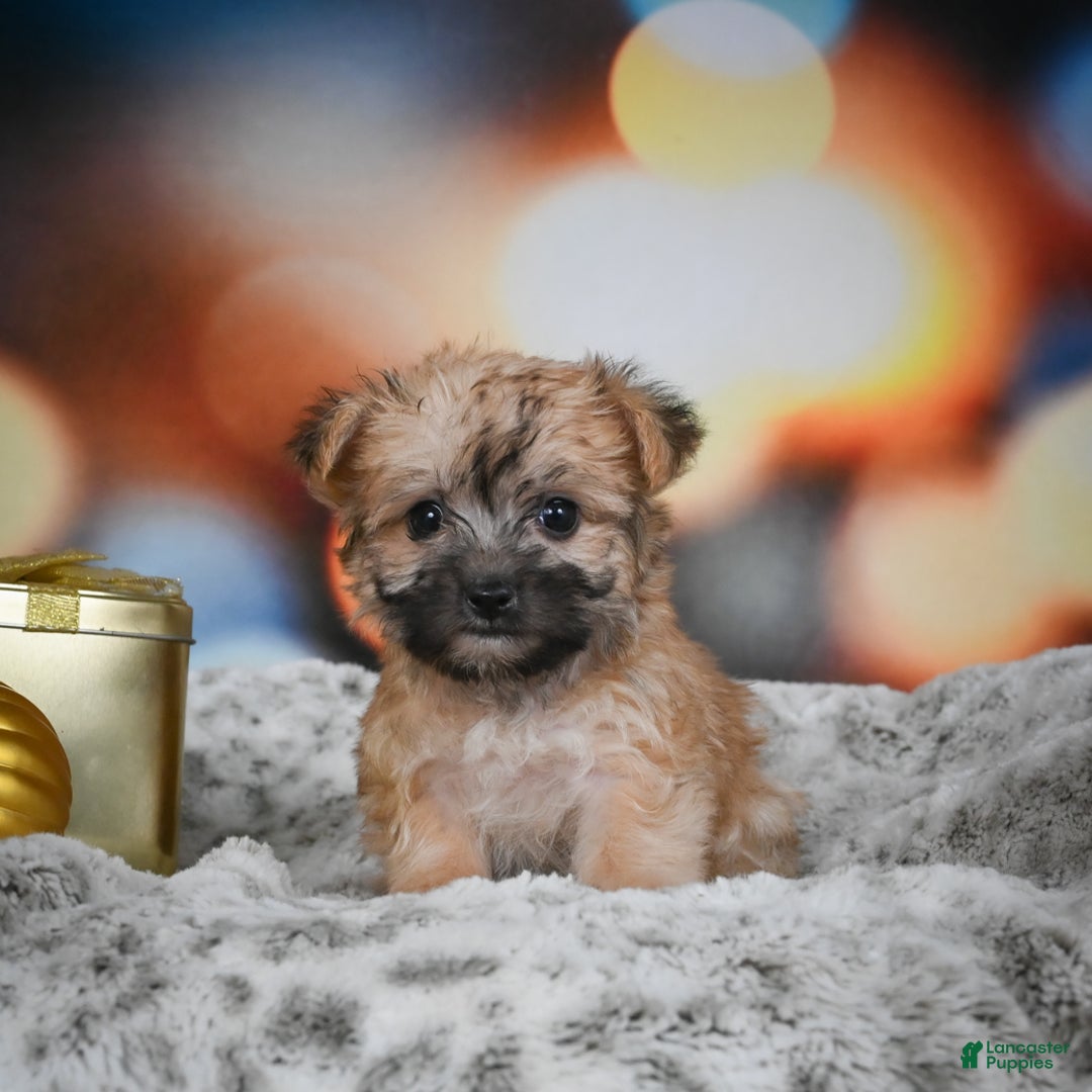 Morkie dogs for sale: Millie - Ad 3