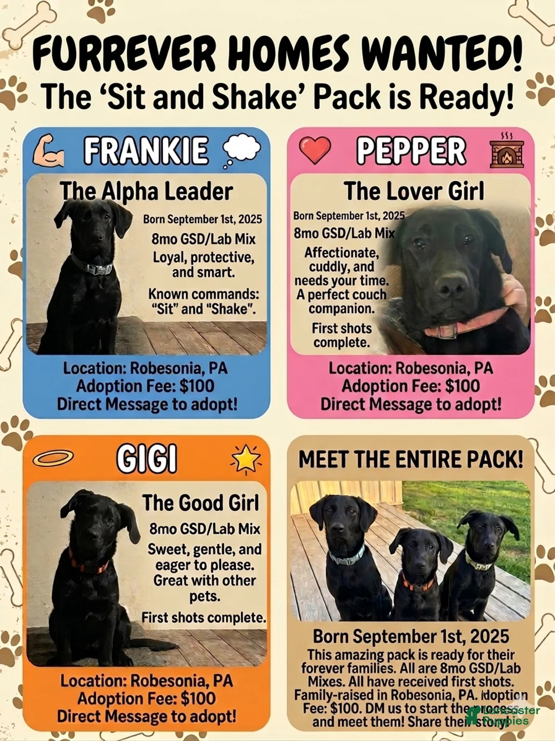 Sheprador dogs for sale: FRANKIE - Ad 1