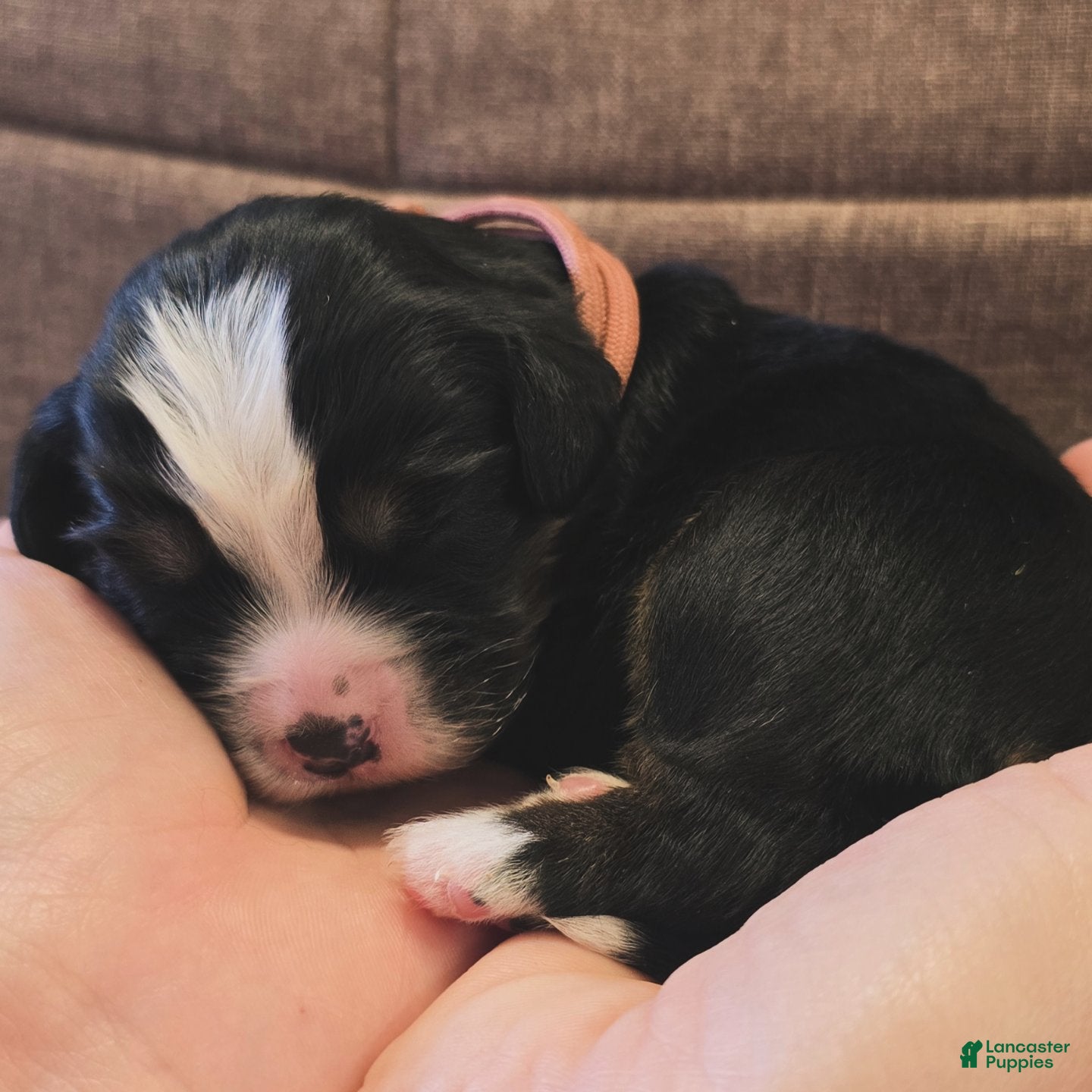 Miniature Bernese Mountain Dog dogs Lisbon  - Ad 1