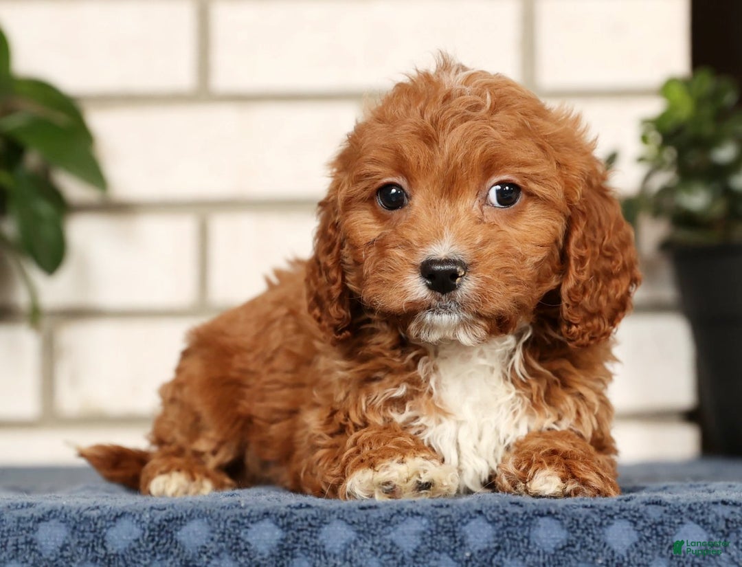 Cavapoo dogs for sale: Doogie - Ad 5