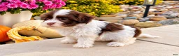 Havanese dogs for sale: Mitzi - Ad 3