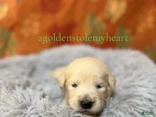 Golden Retriever dogs - Ad 5