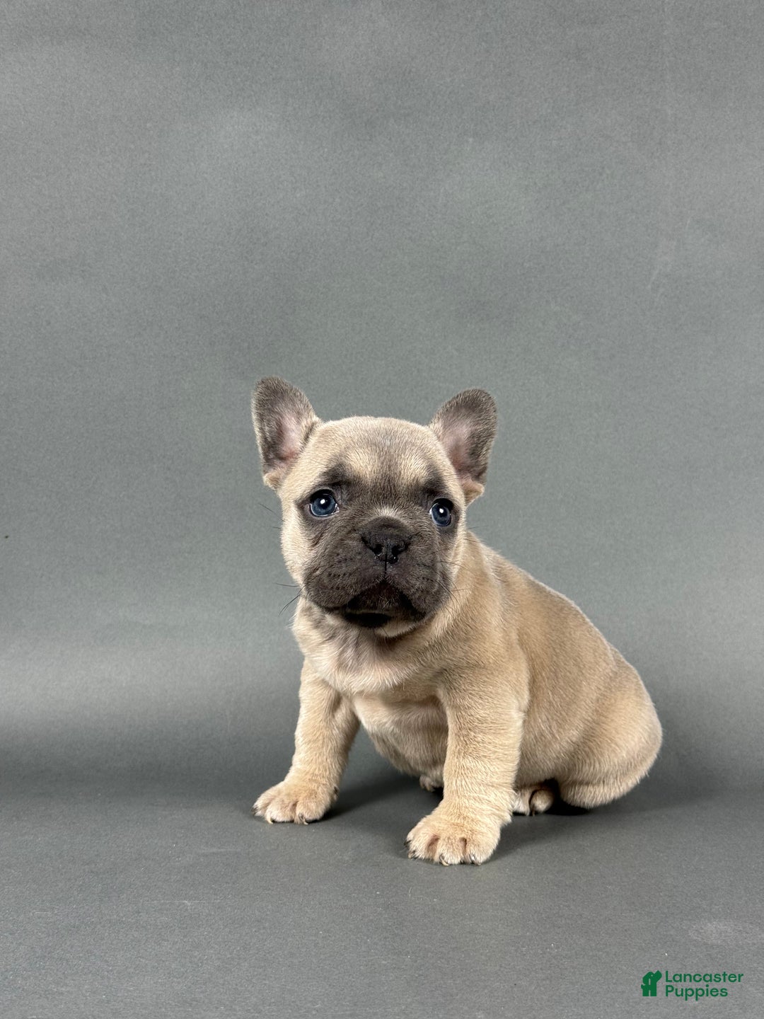 French Bulldog dogs for sale: Stella - Ad 4