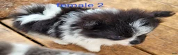 Pomeranian dogs for sale: Betsy - Ad 15