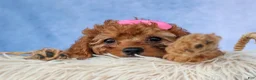 Cavapoo dogs for sale: TAMMY - Ad 3
