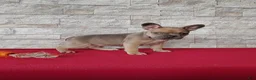 Mixed Breed dogs for sale: Bethany - Ad 1