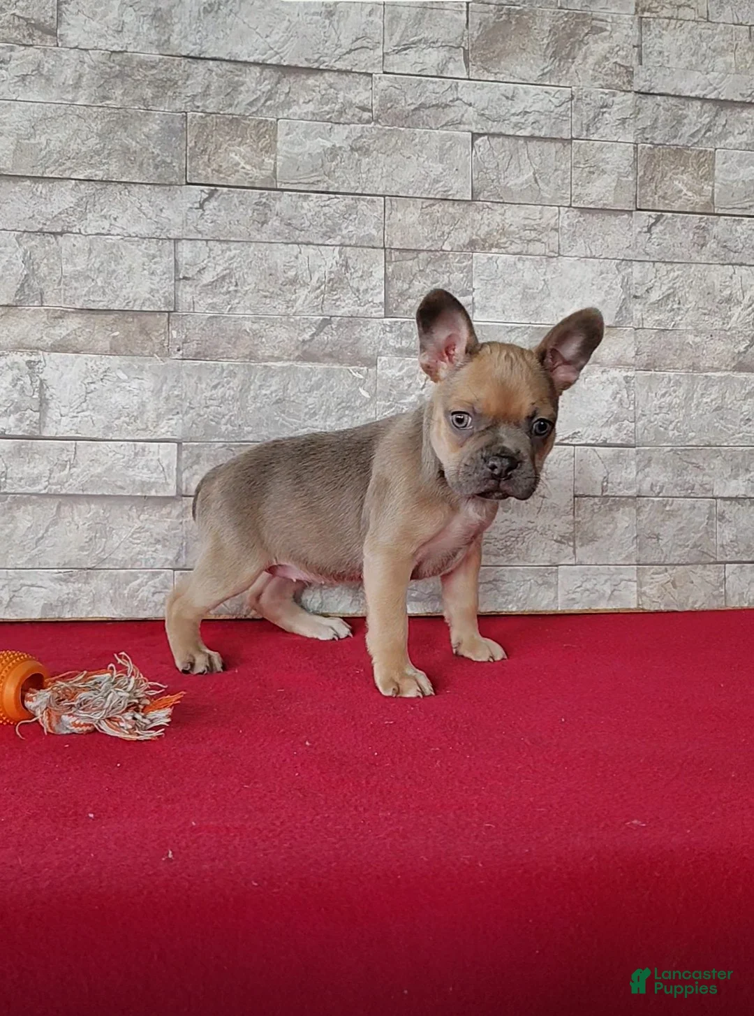 Mixed Breed dogs for sale: Bethany - Ad 1