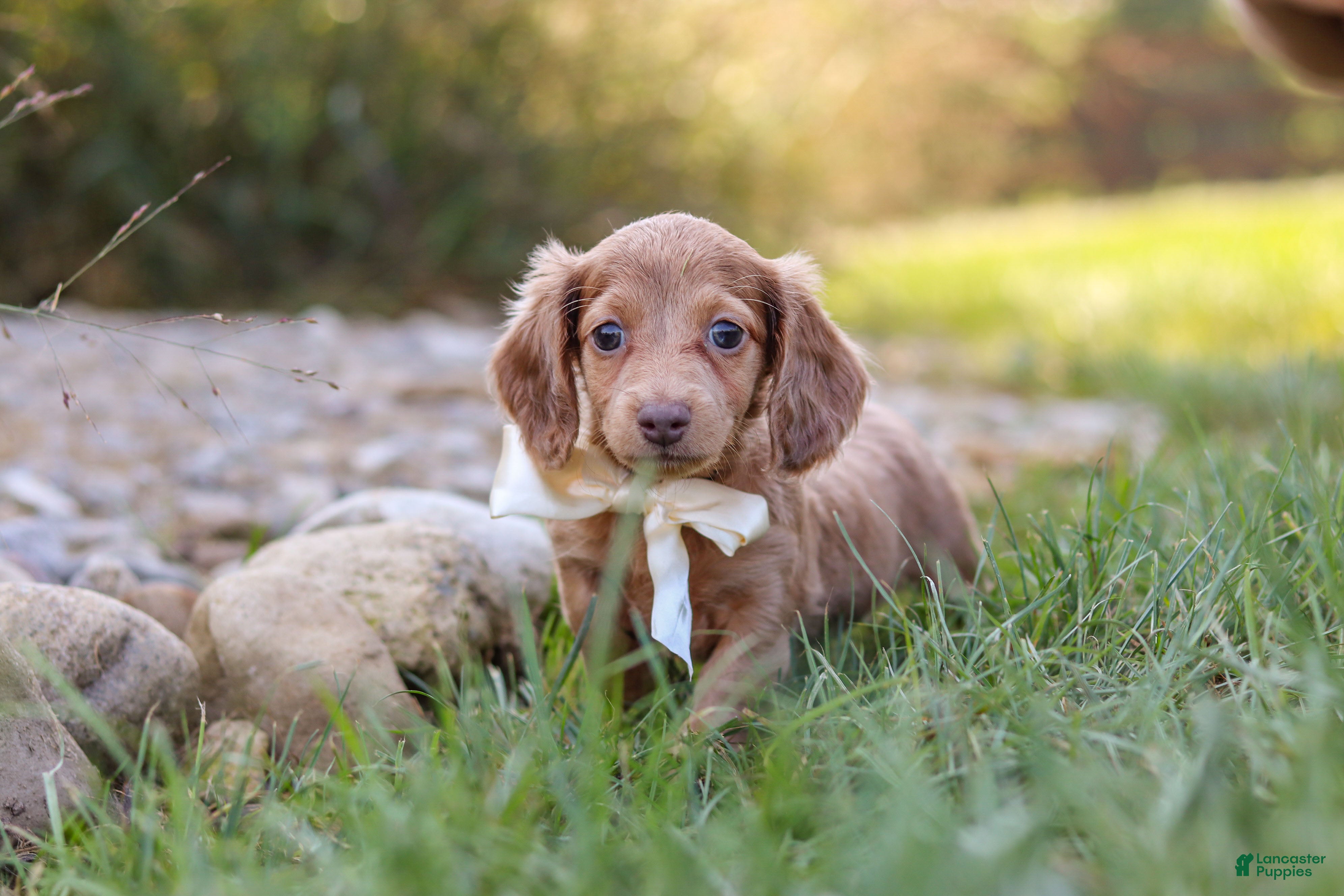 Dachshund dogs Amelia - Ad 2