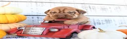 Mini Hippo dogs for sale: Clove  - Ad 1