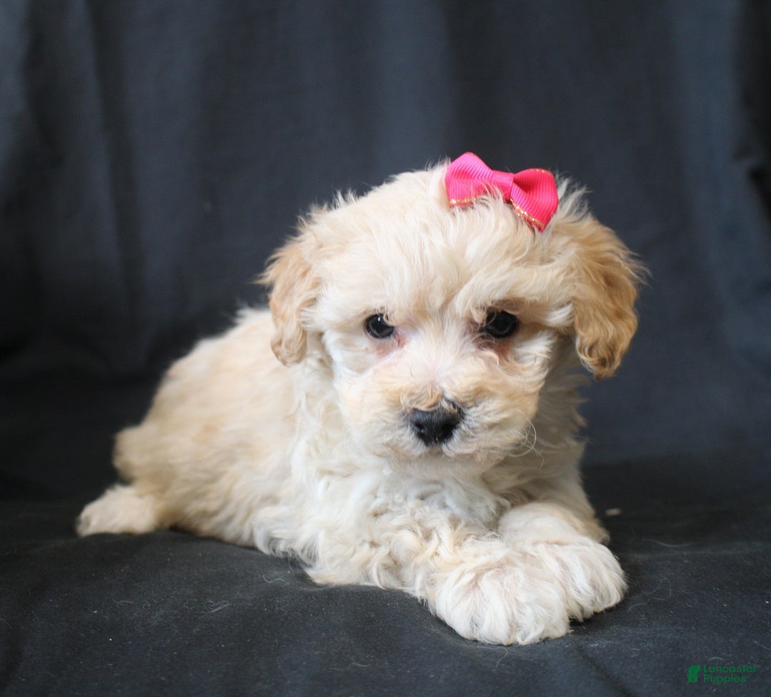 Bichpoo dogs for sale: Bobbie - Ad 3