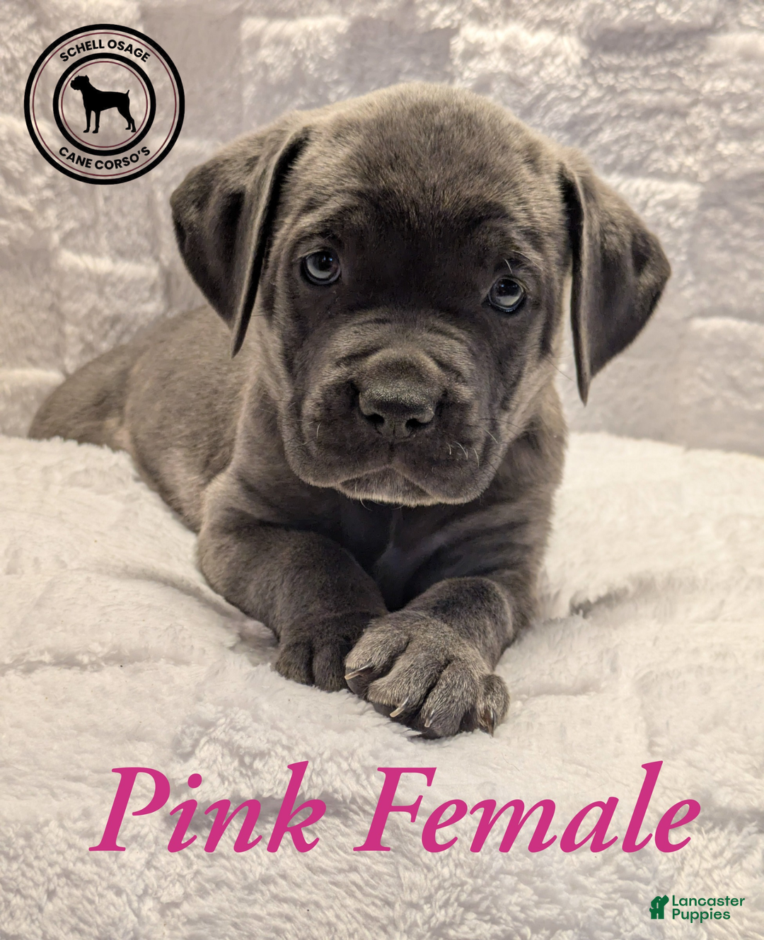 Cane Corso dogs for sale: Pink - Ad 1