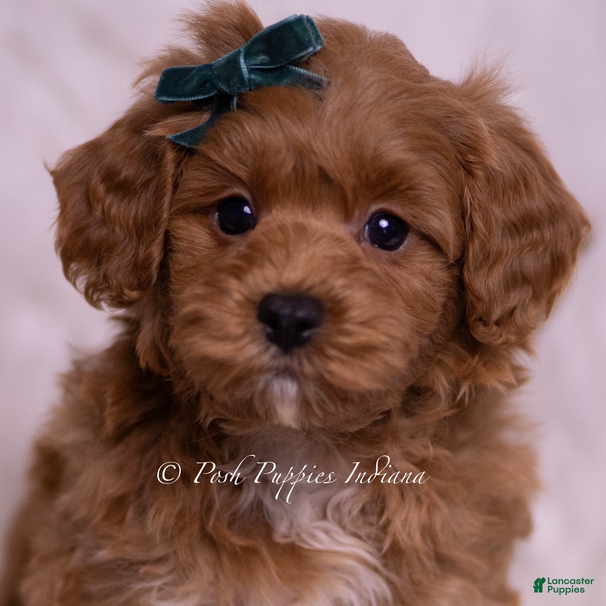Maltipoo dogs Jaylen - Ad 26