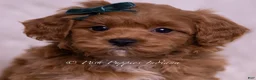 Maltipoo dogs for sale: Jaylen - Ad 1