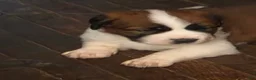 Saint Bernard dogs for sale: Saint Bernard 1 - Ad 1