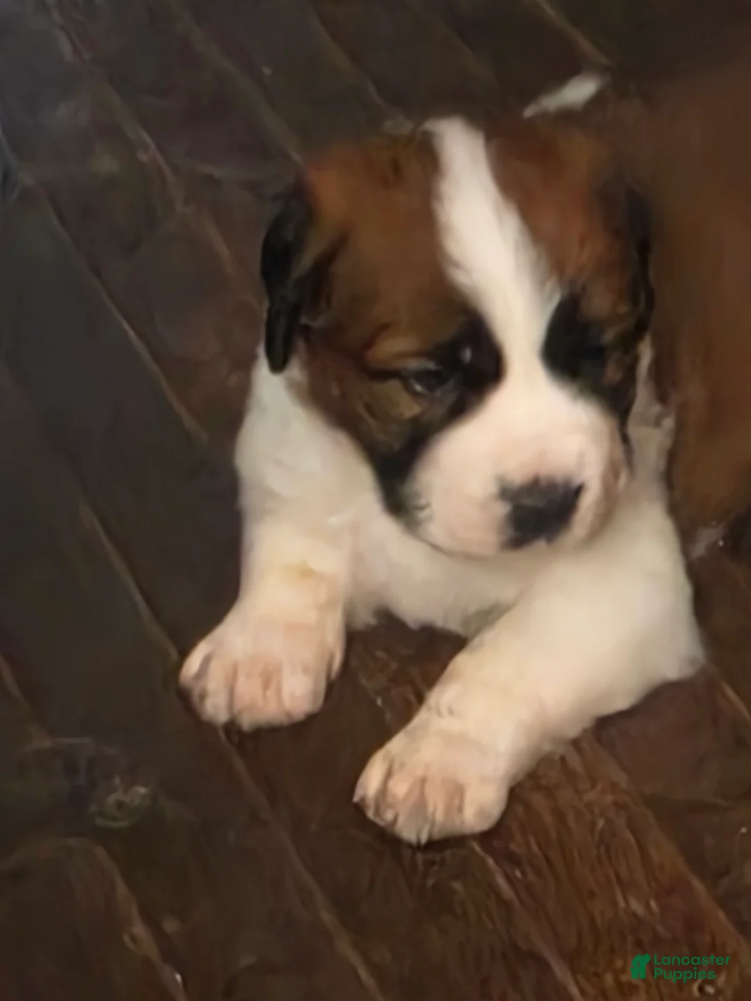 Saint Bernard dogs for sale: Saint Bernard 1 - Ad 1