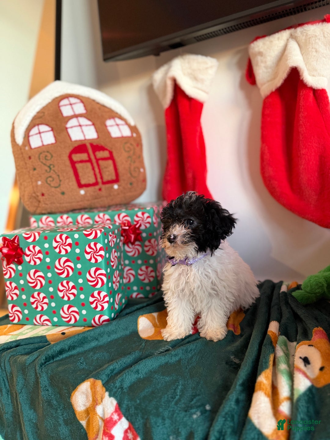Toy Poodle dogs for sale: Kiki - Ad 3