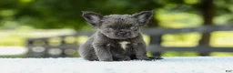 French Bulldog dogs for sale: Kate - Ad 10