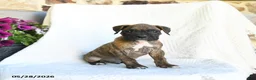 Boxer dogs for sale: Rascal - Ad 1