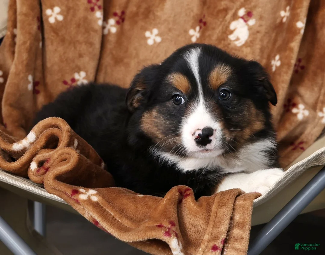 Australian Shepherd dogs for sale: Jared - Ad 7
