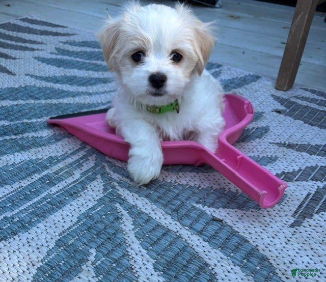 Mixed Breed dogs Scout - Ad 2