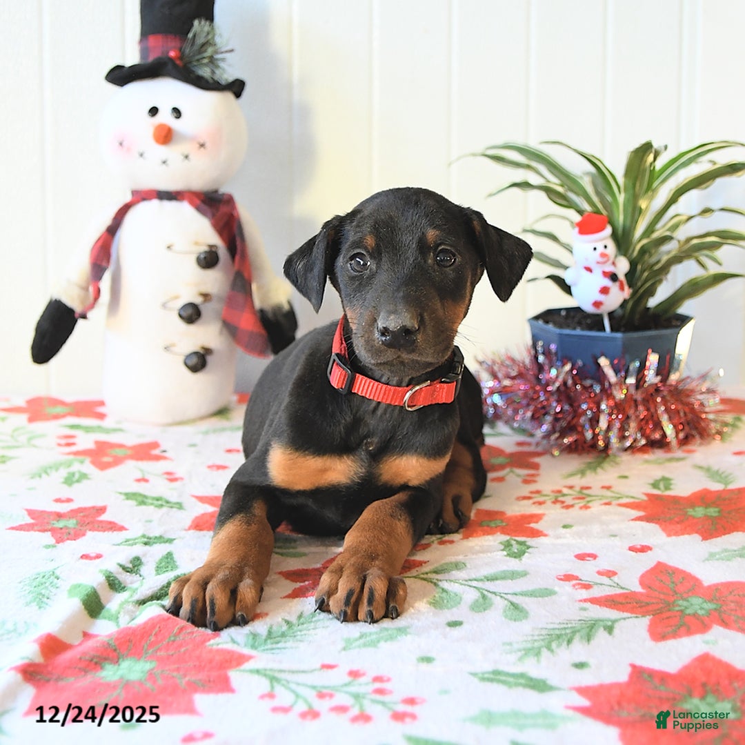 Doberman Pinscher dogs for sale: Buddy - Ad 3