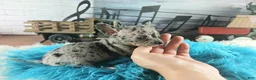 Chihuahua dogs for sale: Mouses blue merle boy - Ad 4