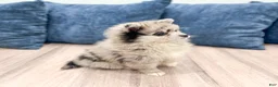Pomeranian dogs for sale: Stormy - Ad 5