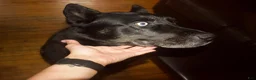Gerberian Shepsky dogs for sale: Leif - Ad 11