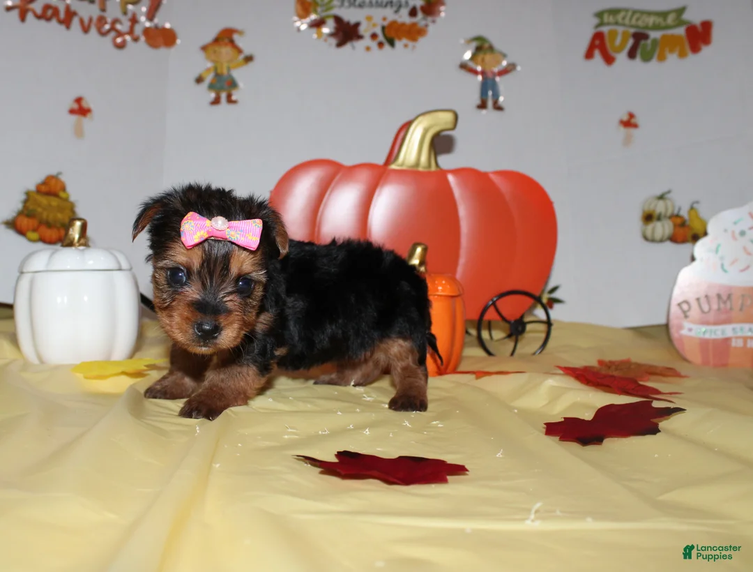Yorkshire Terrier dogs for sale: Sadie - Ad 3