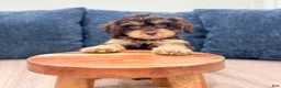 Cavapoo dogs for sale: Sersha - Ad 3