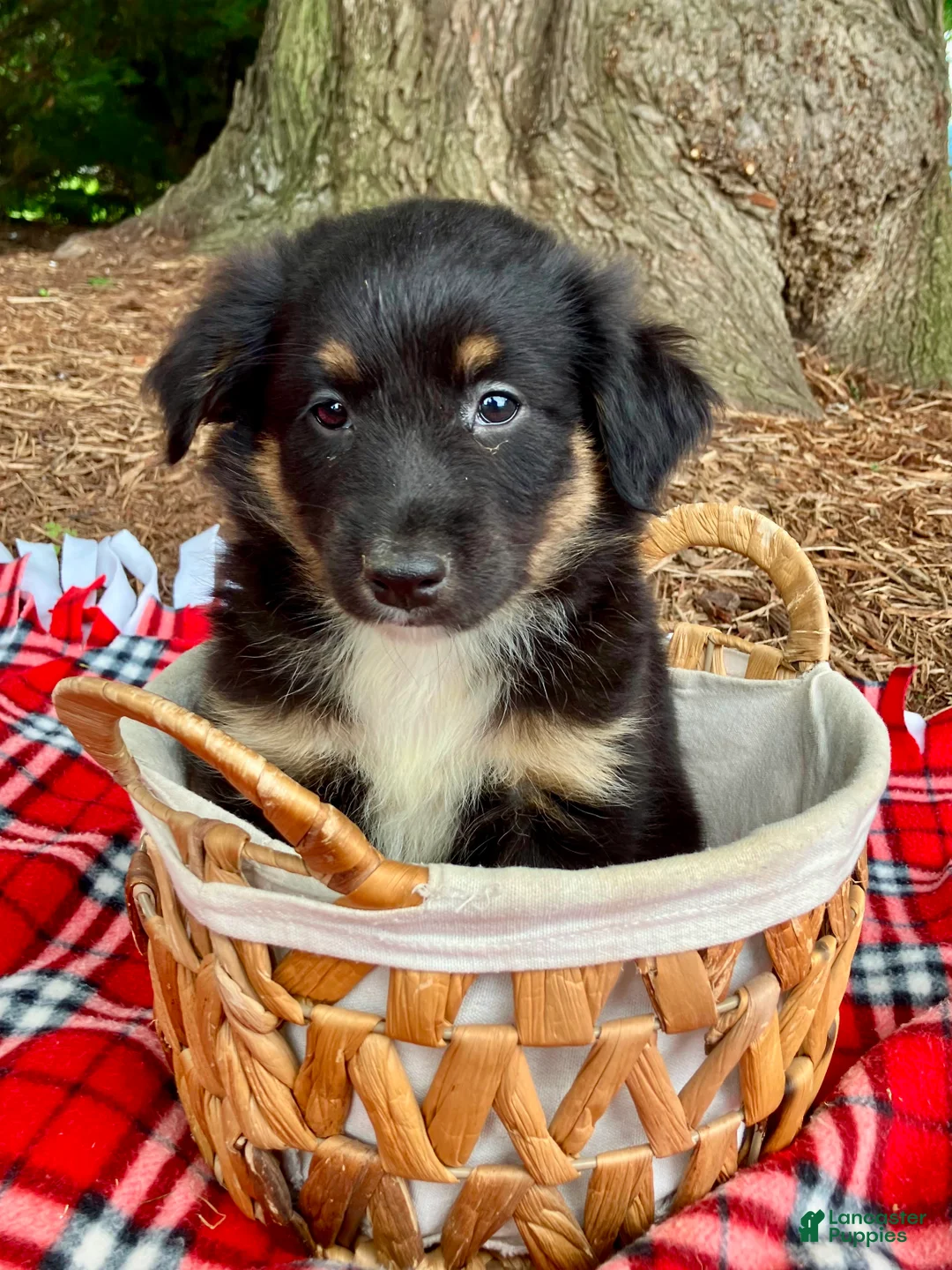 Miniature Australian Shepherd dogs for sale: Archie - Ad 6