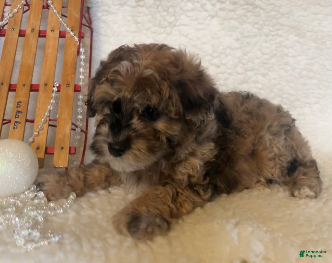 Whoodle dogs for sale: Goofy - Ad 3