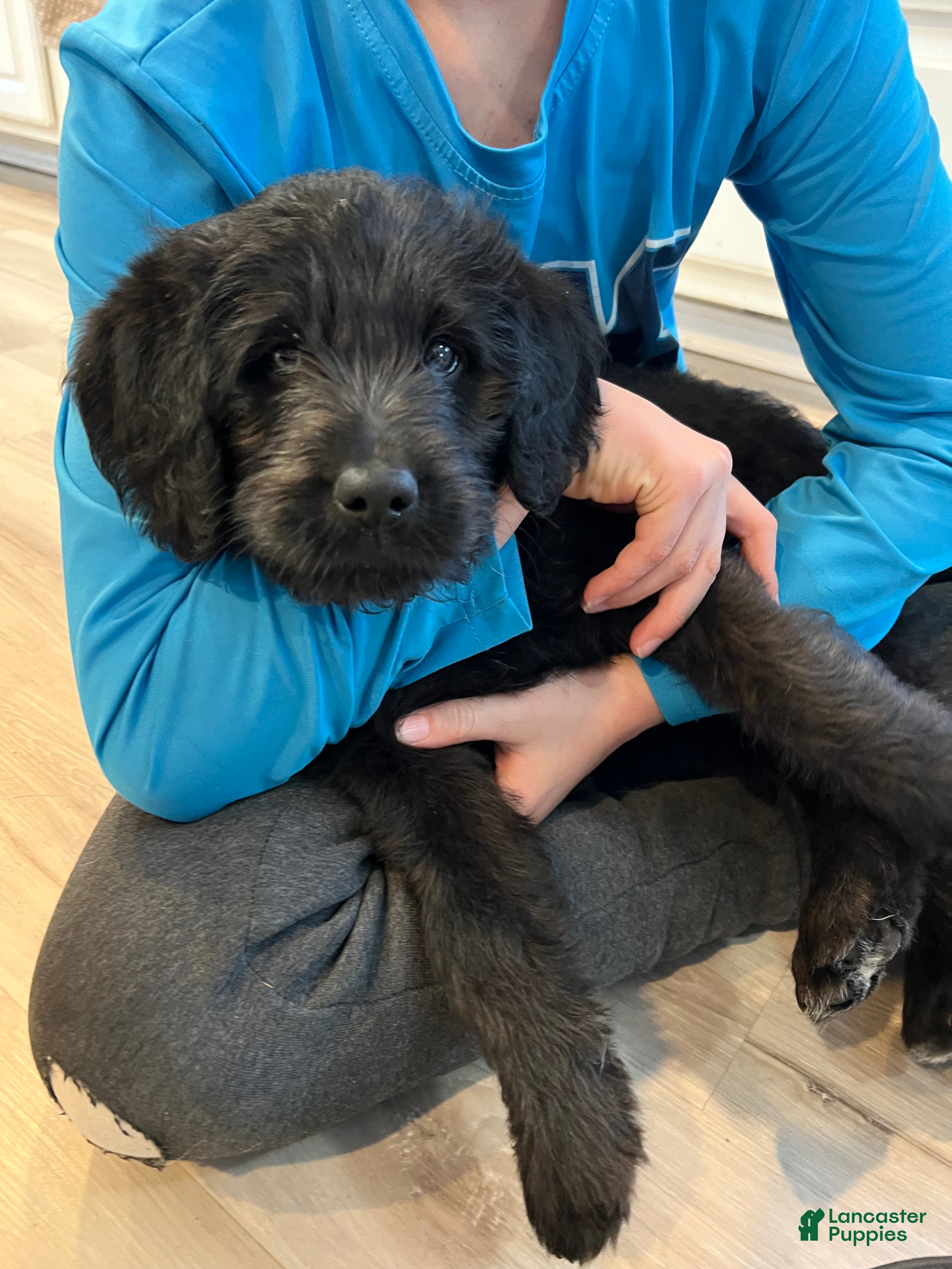 Labradoodle dogs Princess  - Ad 12