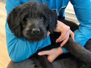 Labradoodle dogs Princess - Ad 12