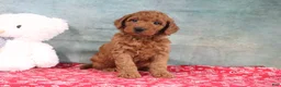 Mini Goldendoodle dogs for sale: Daffodil - Ad 4
