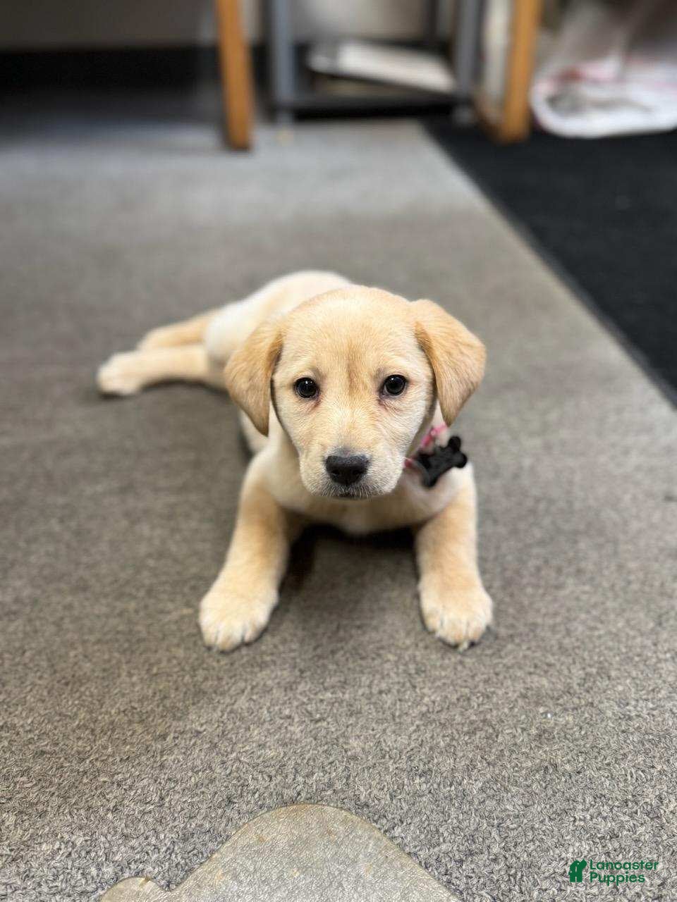 Labrador Retriever dogs Tucker - Ad 13