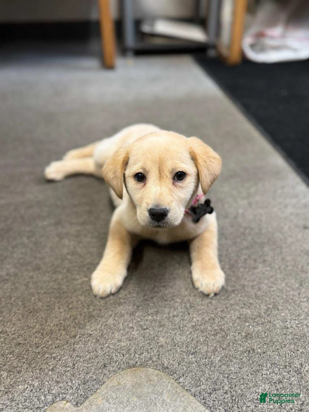 Labrador Retriever dogs for sale: Tucker - Ad 1